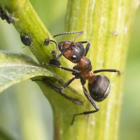 Вы  не  бойтесь  муравья... (слова  из  песни) :: Геннадий Супрун