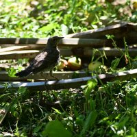 Клубничный вор :: Константин Сафронов