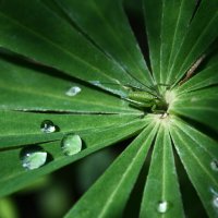 В тени :: Любовь Иванова