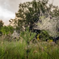 Ловушки :: sorovey Sol