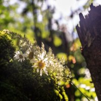 Букет на мху :: sorovey Sol