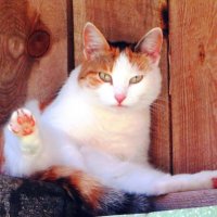 Прячась от жары :: Андрей Снегерёв Прячась от жары :: Андрей Снегерёв