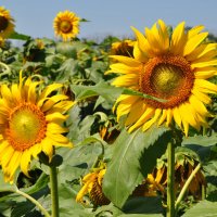 Подсолнухи кажется добавляют жару.июлю :: Татьяна Машошина