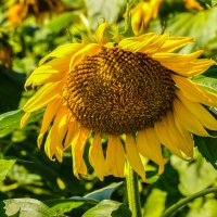 Многозначительный подсолнух :: Татьяна Машошина Многозначительный подсолнух :: Татьяна Машошина