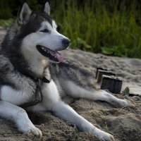 Ярик. :: leff Postnov