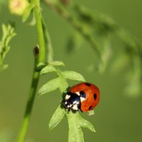 Греется на ночь. :: Александр Кондаков