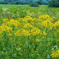 Полевые цветы :: Антонина Гугаева