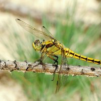 из сегодняшней съемки 4 :: Александр Прокудин из сегодняшней съемки 4 :: Александр Прокудин