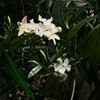 Летние этюды 70 :: Алексей Кузнецов