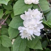 Чубушник :: Сапсан 