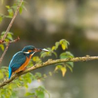 Зимородок :: Lada Kozlova