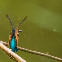 Взлет зимородка :: Lada Kozlova