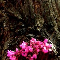 Вот такое дерево :: Натали 