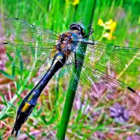 Июнь...Прозрачные крылышки! :: Владимир 