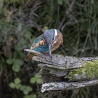 зимородок. :: юрий макаров зимородок. :: юрий макаров