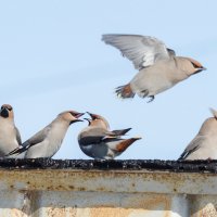 Разборки :: Виктор Иванович Чернюк