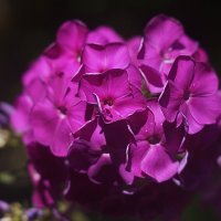 флокс :: Ольга Cоломатина