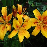 Лилия :: Рита Симонова