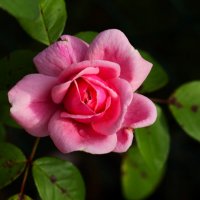 Доброе утро :: Юрий. Шмаков Доброе утро :: Юрий. Шмаков