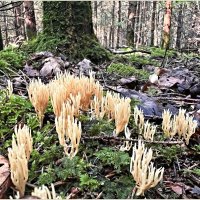 Рамария. :: Валерия Комова