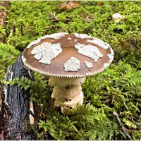 Мухомор пантерный. :: Валерия Комова