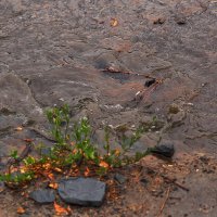 Дождь :: Юрий Гайворонскiий