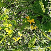 Цветы. :: Владимир Драгунский