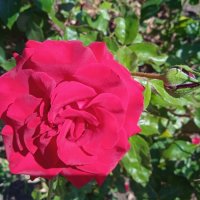 июль :: Елена Шаламова