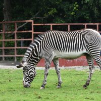 Московский Зоопарк. Зебра. :: Наташа ***** Московский Зоопарк. Зебра. :: Наташа *****