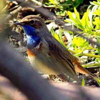 Варакушка :: Константин Штарк