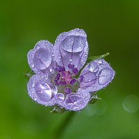 Цветочек :: Андрей Пристяжнюк