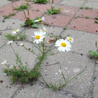 ,,, :: Сергей Тимоновский ,,, :: Сергей Тимоновский