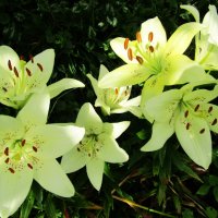 Белые лилии :: Антонина Балабанова Белые лилии :: Антонина Балабанова