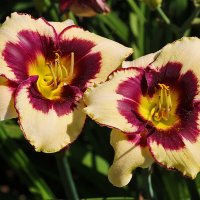 Лилейники бот сада МГУ :: Светлана 