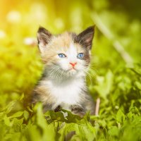 Котёнок :: Alex Bush Котёнок :: Alex Bush