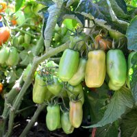 Гроздья помидорные :: Александр Стариков