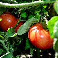 В помидорных зарослях :: Александр Стариков