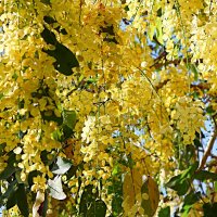 Золотое дерево :: Аркадий Басович