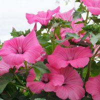 Когда цветёт лаватера... :: Андрей Заломленков