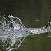 Молодая чомга плывёт к маме... :: Владилен Панченко