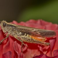 Конёк обыкновенный... :: Александр Посошенко