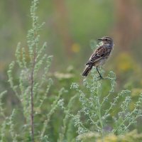 Луговой чекан :: Светлана Григорьева Луговой чекан :: Светлана Григорьева