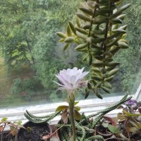 Цветы на окне :: Игорь Ч. Цветы на окне :: Игорь Ч.