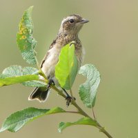 Птенец чекана :: Светлана Григорьева Птенец чекана :: Светлана Григорьева