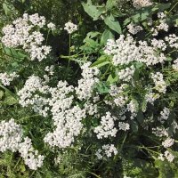 Белые цветочки :: Дмитрий Никитин Белые цветочки :: Дмитрий Никитин