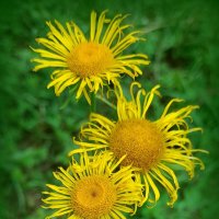 Лесные цветочки . :: Мила Бовкун