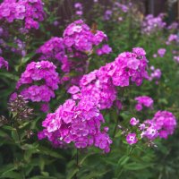 Флоксы :: Светлана Мишенёва