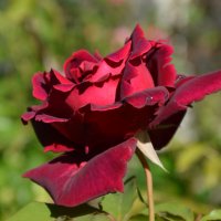 *** :: Надежда Куркина 