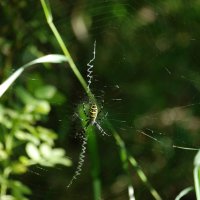 Полосатый паук. :: Алексей