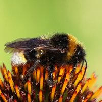 Лягу, отдохну... :: Александр Кондаков